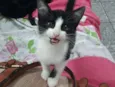 Caju 