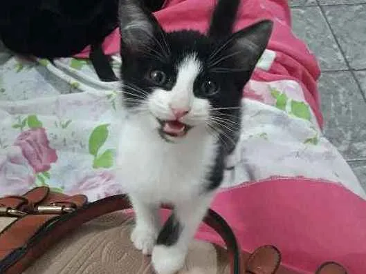 Gato ra a  idade 2 a 6 meses nome Caju 