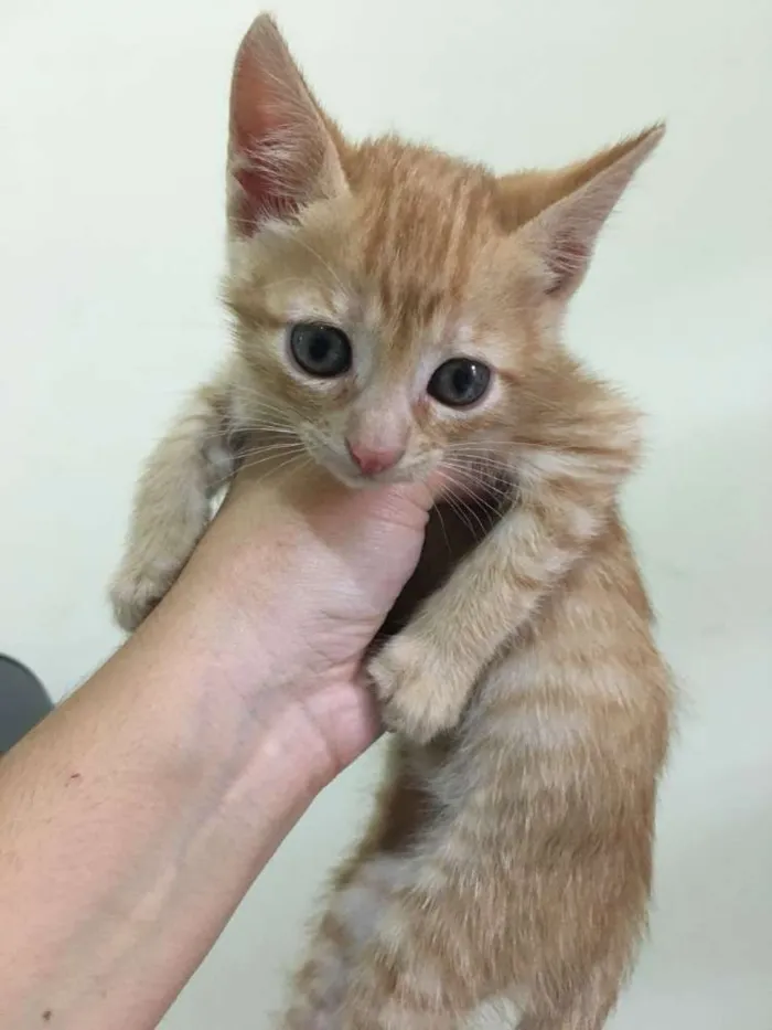 Gato ra a Srd idade Abaixo de 2 meses nome Lara e Nina 