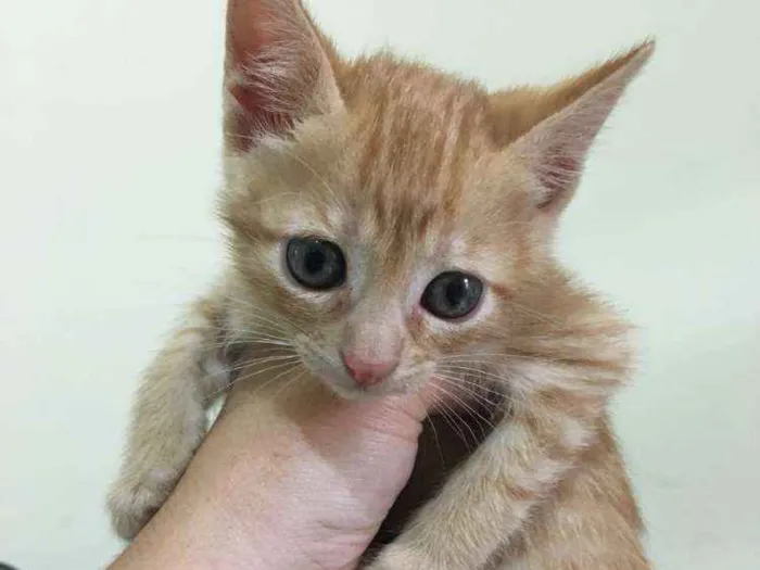 Gato ra a Srd idade Abaixo de 2 meses nome Lara e Nina 