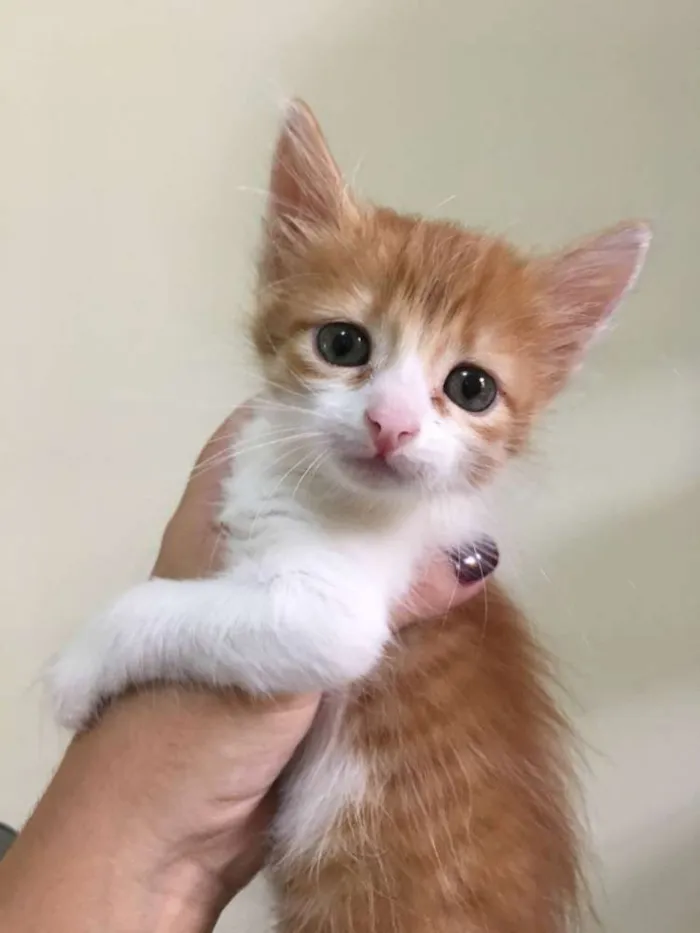 Gato ra a Srd idade Abaixo de 2 meses nome Lara e Nina 