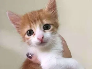 Gato raça Srd idade Abaixo de 2 meses nome Lara e Nina 