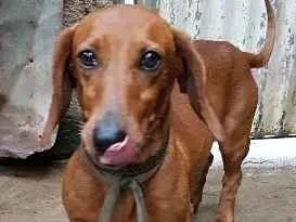Cachorro raça Basset-Cofap idade 2 anos nome pingo