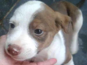 Cachorro raça Vira lata idade 1 ano nome Shakira mayke 