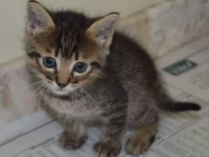 Gato raça srd idade Abaixo de 2 meses nome Meg