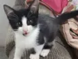 Caju 