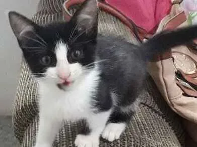 Gato ra a  idade 2 a 6 meses nome Caju 