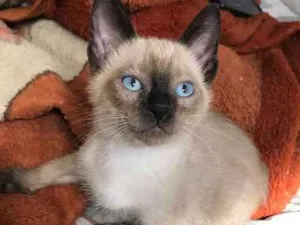 Gato raça srd idade 2 a 6 meses nome Danilo