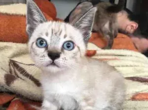 Gato raça srd idade 2 a 6 meses nome brad