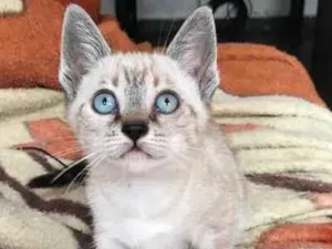 Gato raça srd idade 2 a 6 meses nome Angelina