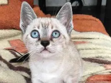 Gato ra a srd idade 2 a 6 meses nome Angelina