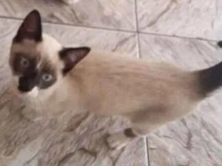 Gato ra a sem raça idade 2 a 6 meses nome Frajola