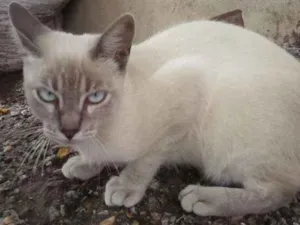 Gato raça Siamês claro idade 2 a 6 meses nome Gatolomeu