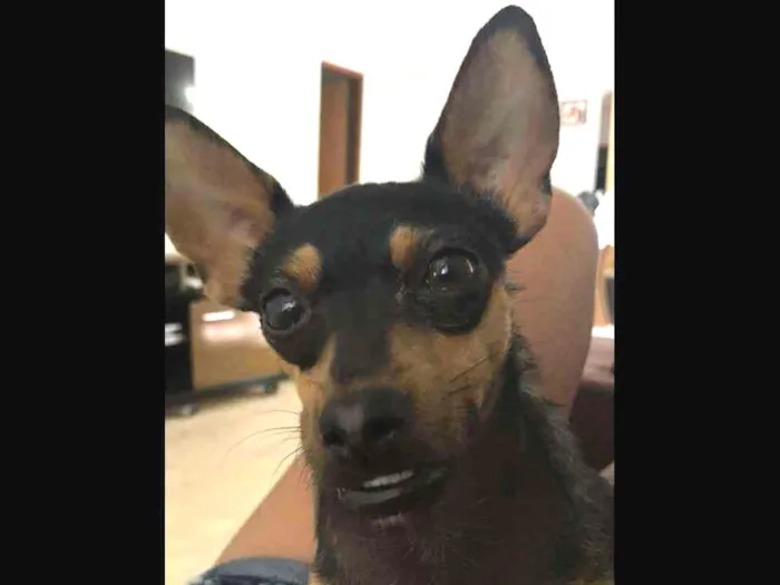 Cachorro ra a Pinscher idade 2 anos nome Valente