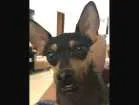 Cachorro raça Pinscher idade 2 anos nome Valente