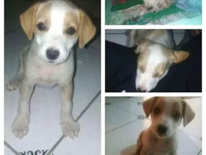 Cachorro raça Raça não definida idade Abaixo de 2 meses nome (sem nome)