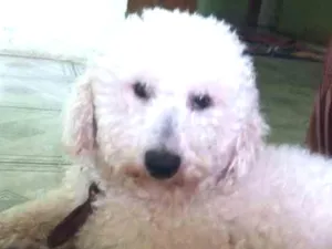 Cachorro raça Poodle idade 2 anos nome Felpudo