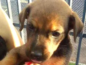 Cachorro raça Poodle com Pincher  idade 2 a 6 meses nome TED