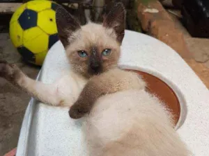 Gato raça Siamês idade 2 a 6 meses nome Lilica