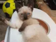 Gato raça Siamês idade 2 a 6 meses nome Lilica