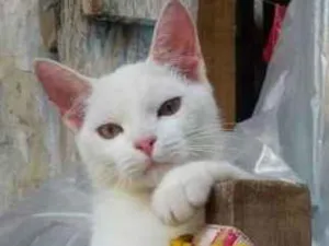 Gato raça sem raça idade 2 a 6 meses nome MIngal