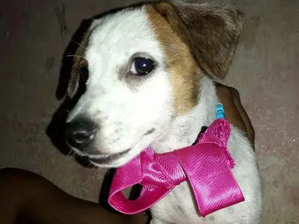 Cachorro ra a vira-lata idade 2 a 6 meses nome não tem