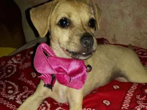 Cachorro raça vira lata idade 2 a 6 meses nome Sem nome