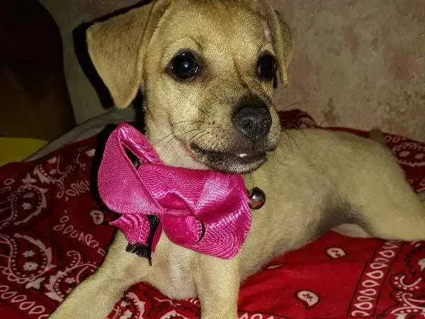 Cachorro ra a vira lata idade 2 a 6 meses nome Sem nome