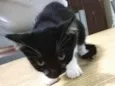 Gato