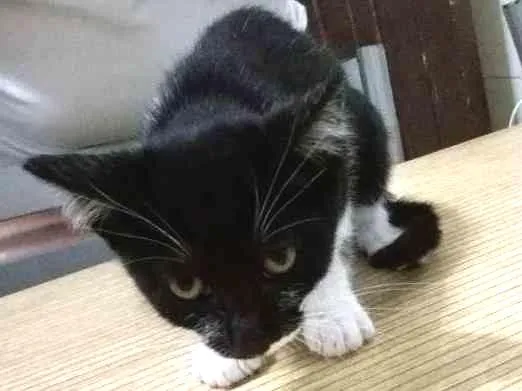 Gato ra a Gato idade 2 a 6 meses nome Gato