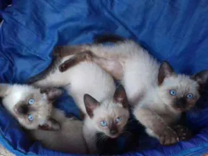 Gato raça Siames  idade 2 a 6 meses nome Sem nome 