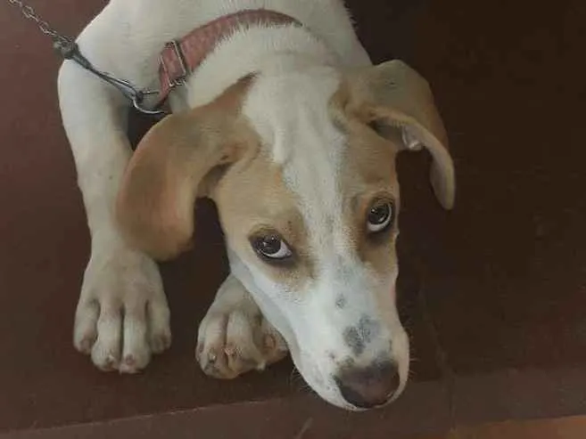 Cachorro ra a Raciado Fila com Dalmatas idade 2 a 6 meses nome Mel