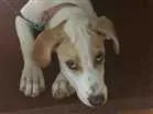 Cachorro raça Raciado Fila com Dalmatas idade 2 a 6 meses nome Mel