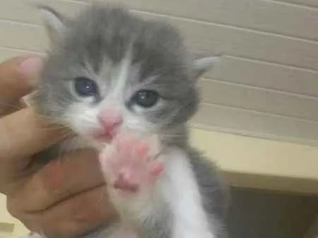 Gato ra a  idade Abaixo de 2 meses nome sem nome