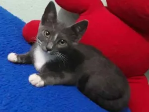 Gato raça Vira lata idade 2 a 6 meses nome Tom