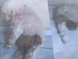 Cachorro raça Podle idade 3 anos nome Duda