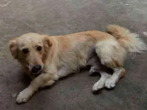 Cachorro raça Viralata  idade 3 anos nome Marley