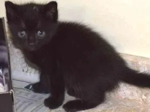 Gato raça srd idade Abaixo de 2 meses nome Amora