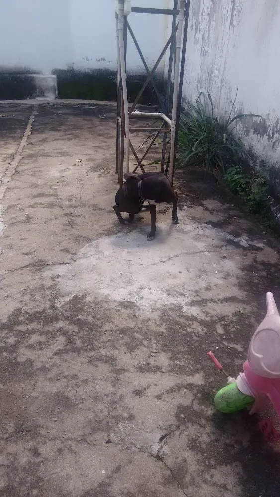 Cachorro ra a Vira lata idade 2 anos nome Neguinha