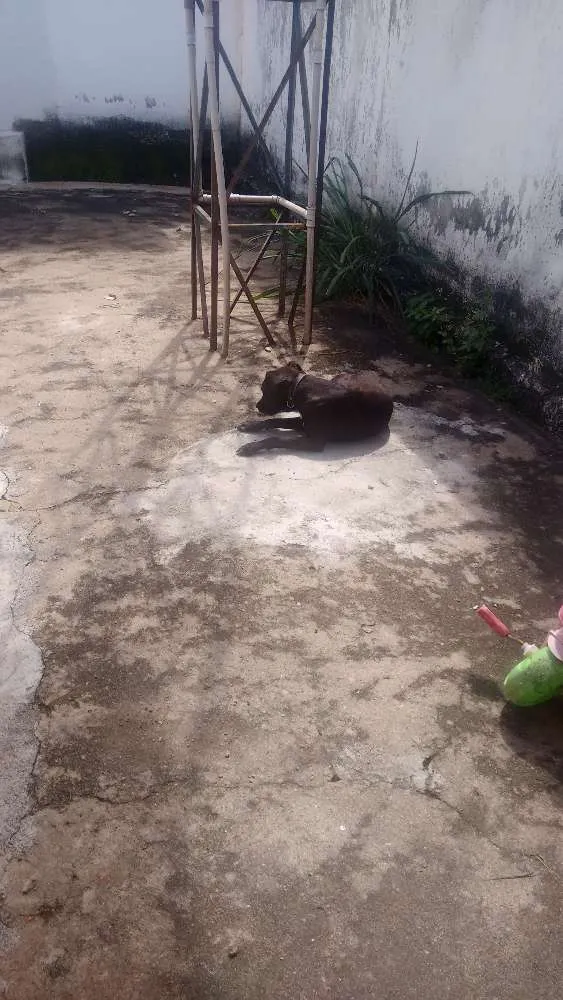 Cachorro ra a Vira lata idade 2 anos nome Neguinha