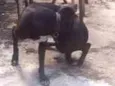 Neguinha