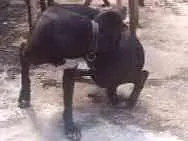 Cachorro ra a Vira lata idade 2 anos nome Neguinha