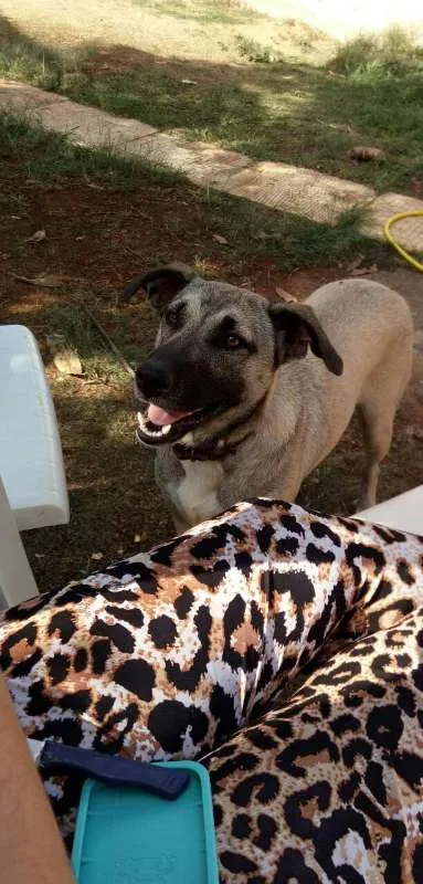 Cachorro ra a Viralata idade 1 ano nome Mona