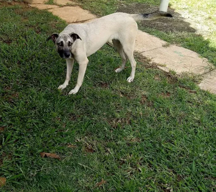 Cachorro ra a Viralata idade 1 ano nome Mona