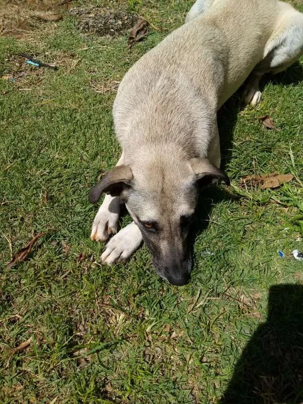 Cachorro ra a Viralata idade 1 ano nome Mona