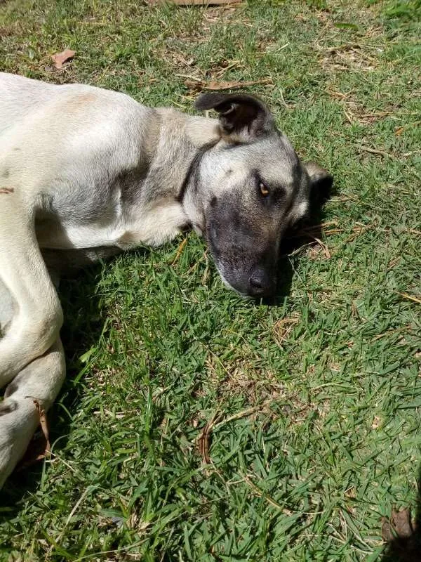 Cachorro ra a Viralata idade 1 ano nome Mona