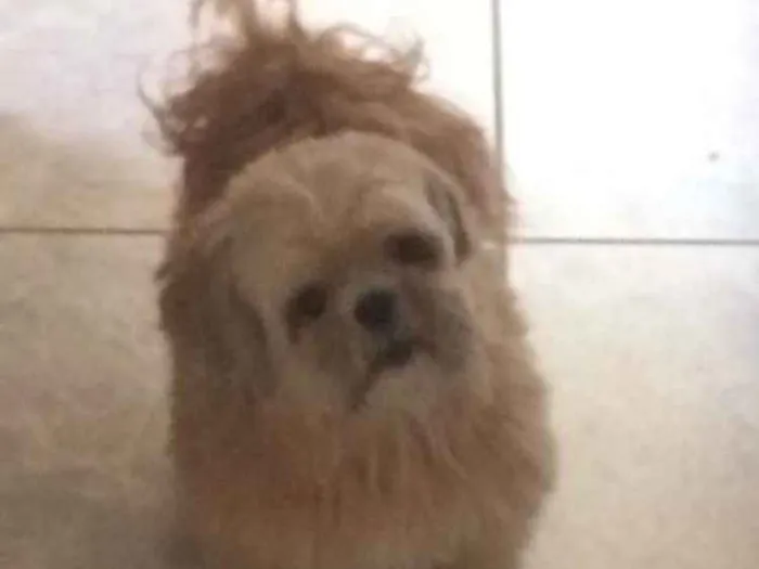 Cachorro ra a Shitzu idade 5 anos nome Belinha