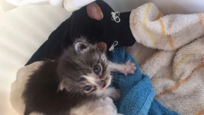 Gato ra a Mestiço idade Abaixo de 2 meses nome Luke
