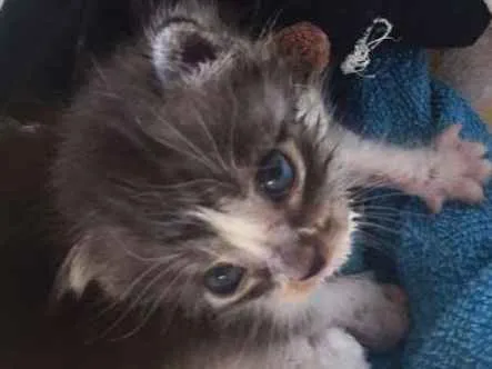 Gato ra a Mestiço idade Abaixo de 2 meses nome Luke
