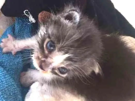Gato ra a Mestiço idade Abaixo de 2 meses nome Luke